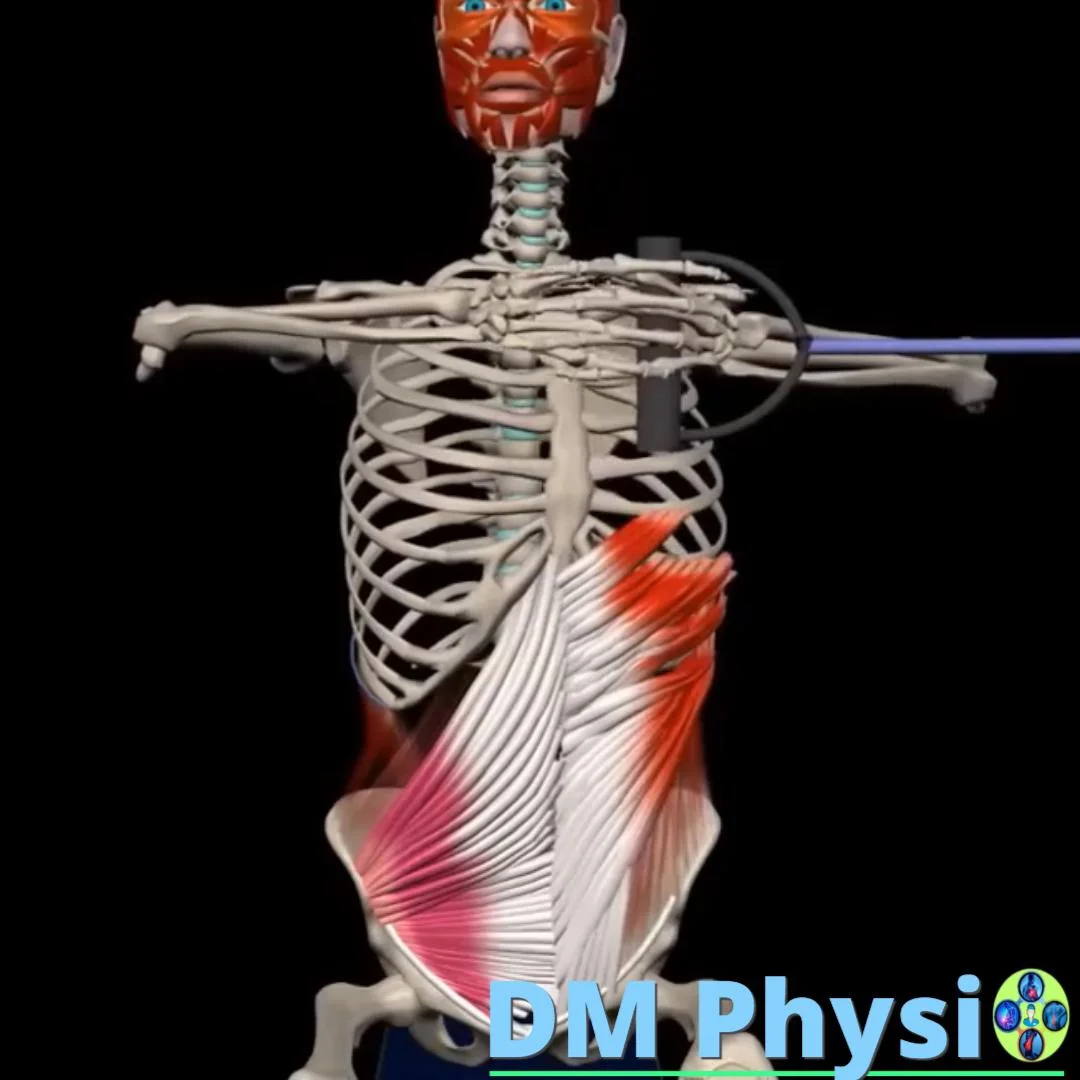 Коси коремни мускули